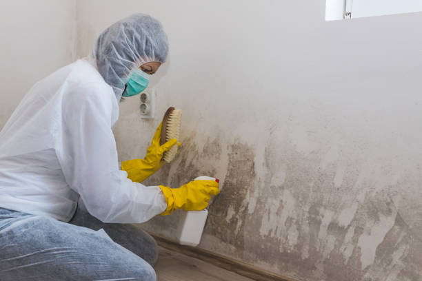 Best Crawl Space Mold Remediation in Hesston, KS