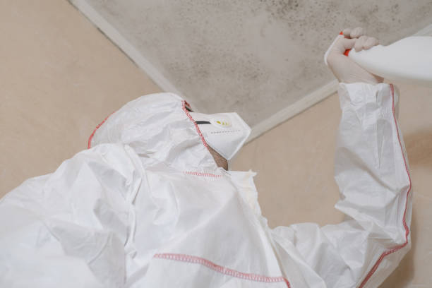 Best Kitchen Mold Remediation in Hesston, KS