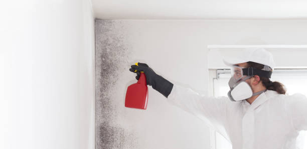 Best Localized Mold Remediation (e.g., coastal areas, humid climates) in Hesston, KS