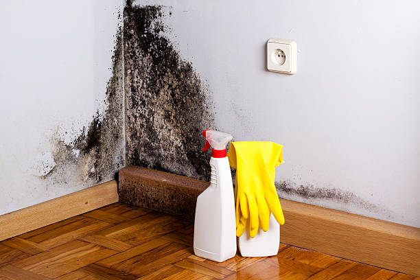 Best Post-Remediation Services in Hesston, KS